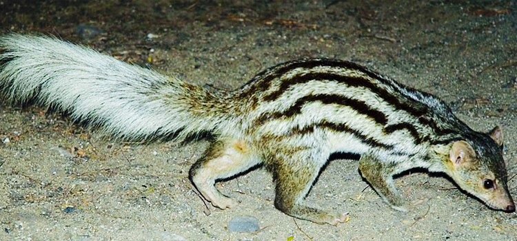 White-tailed Mongoose in Tanzania